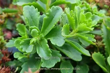 Sedum hybridum 'Immergrünchen'