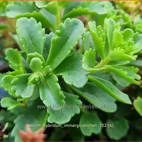 Sedum hybridum 'Immergrünchen'