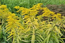 Solidago 'Hiddigeigei'