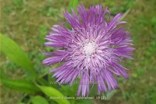 Stokesia laevis 'Colorwheel'