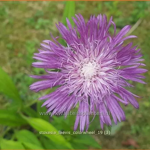 Stokesia laevis 'Colorwheel'