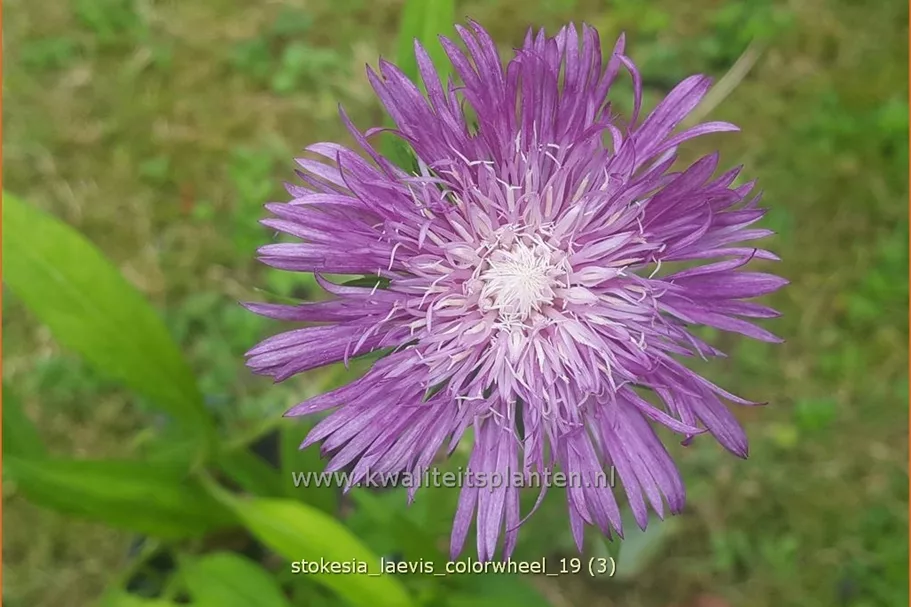Stokesia laevis 'Colorwheel'