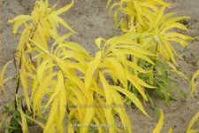 Solidago 'Hiddigeigei'