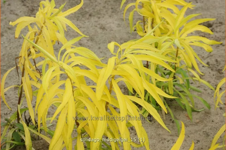 Solidago 'Hiddigeigei'