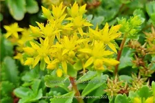 Sedum hybridum 'Immergrünchen'