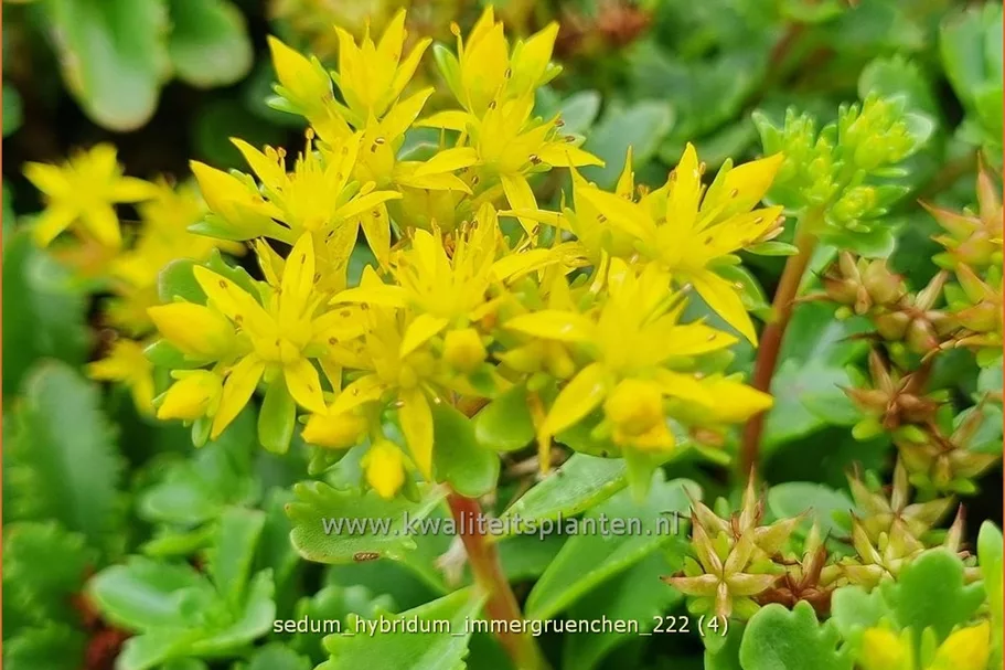 Sedum hybridum 'Immergrünchen'