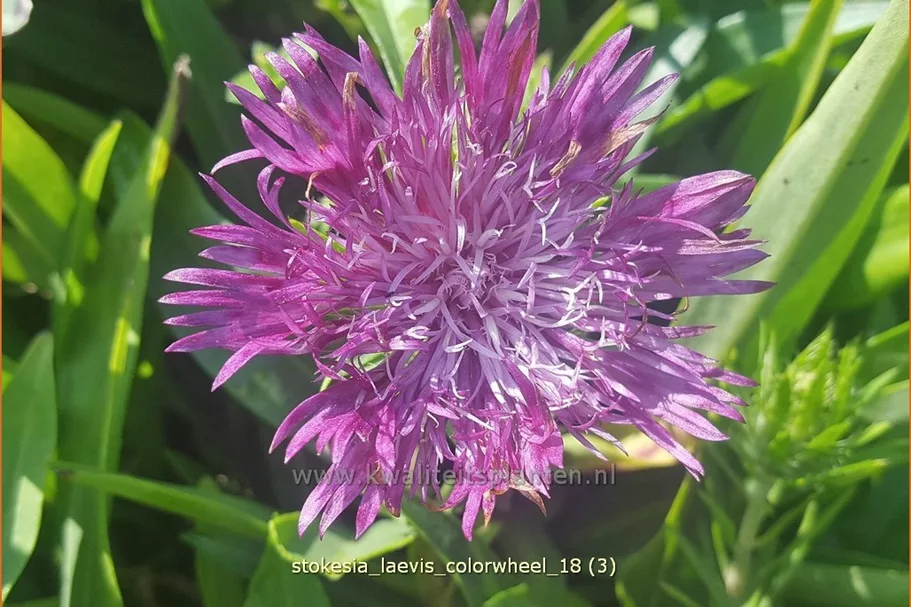 Stokesia laevis 'Colorwheel'