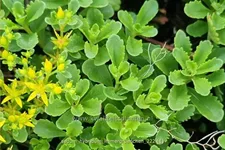 Sedum hybridum 'Immergrünchen'