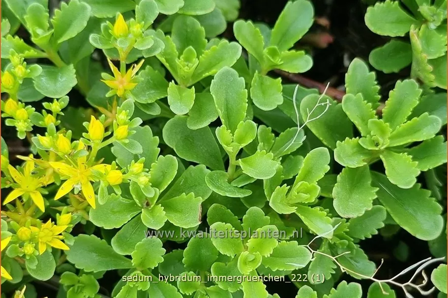 Sedum hybridum 'Immergrünchen'