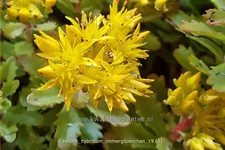 Sedum hybridum 'Immergrünchen'
