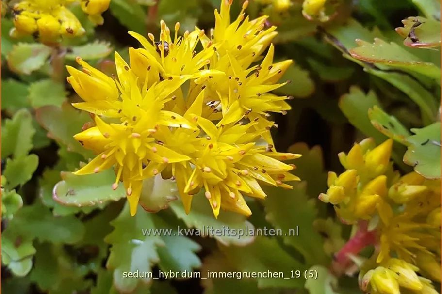 Sedum hybridum 'Immergrünchen'
