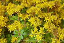 Sedum hybridum 'Immergrünchen'