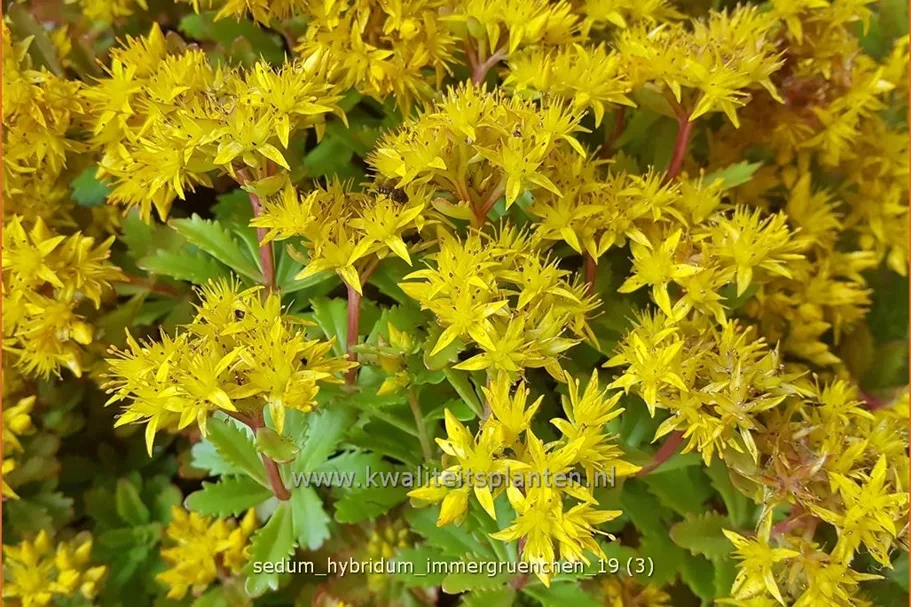 Sedum hybridum 'Immergrünchen'