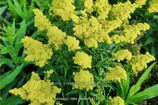 Solidago 'Little Lemon'