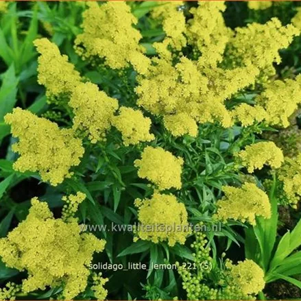 Solidago 'Little Lemon'