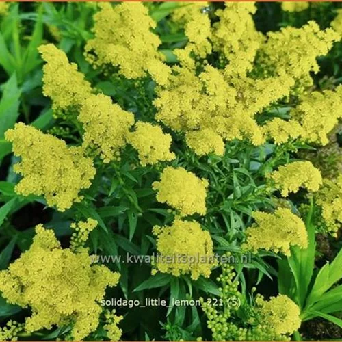 Solidago 'Little Lemon'