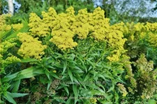 Solidago 'Little Lemon'