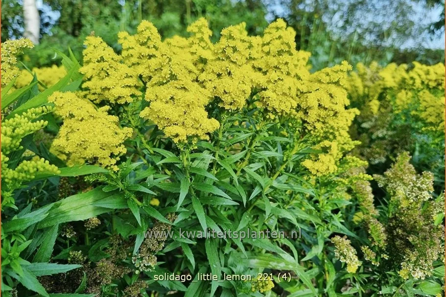 Solidago 'Little Lemon'