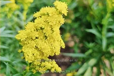 Solidago 'Little Lemon'