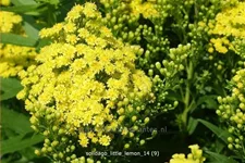 Solidago 'Little Lemon'