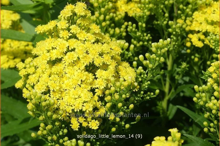 Solidago 'Little Lemon'