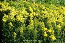 Solidago 'Little Lemon'