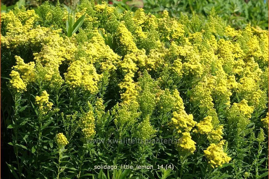 Solidago 'Little Lemon'
