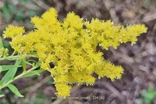 Solidago 'Loysder Crown'