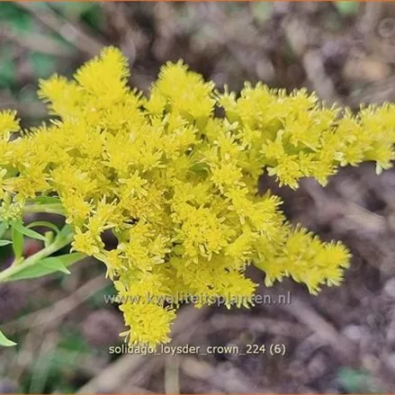 Solidago 'Loysder Crown'