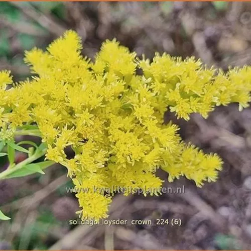 Solidago 'Loysder Crown'