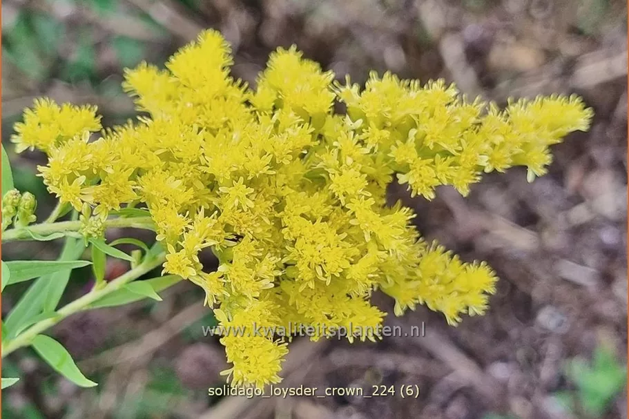 Solidago 'Loysder Crown'