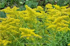 Solidago 'Loysder Crown'