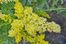 Solidago 'Loysder Crown'