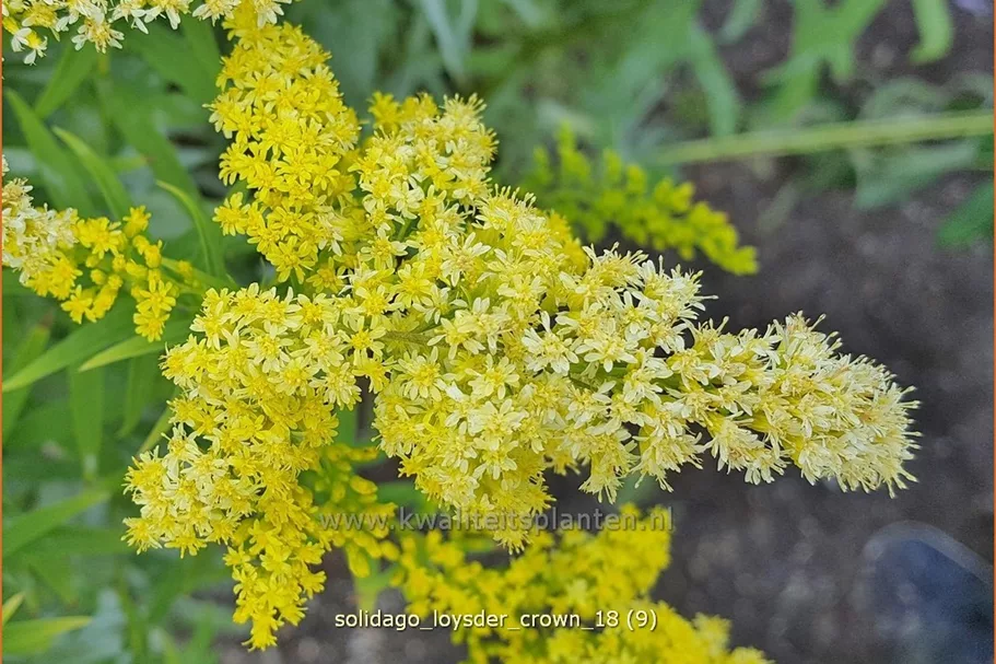 Solidago 'Loysder Crown'