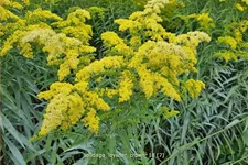 Solidago 'Loysder Crown'