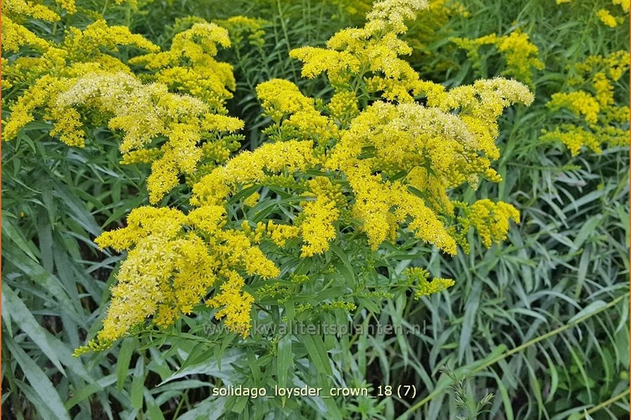 Solidago 'Loysder Crown'