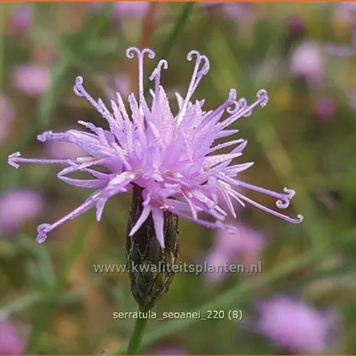 Serratula seoanei