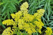 Solidago 'Loysder Crown'