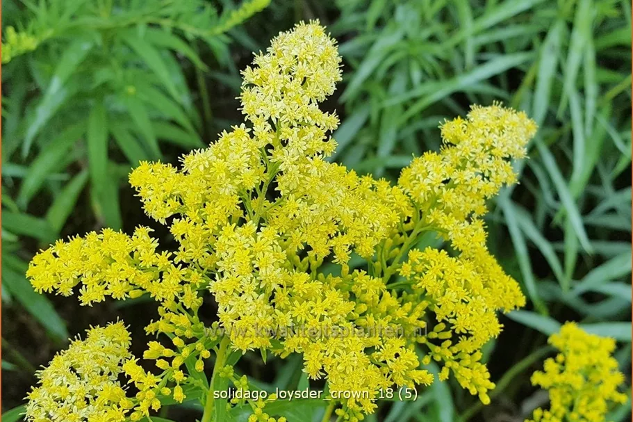 Solidago 'Loysder Crown'