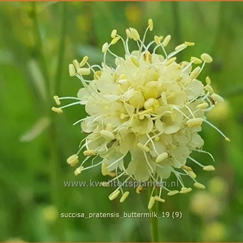 Succisa pratensis 'Buttermilk'