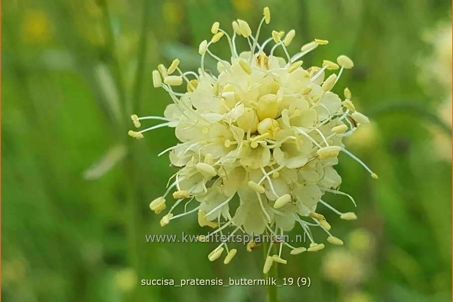 Succisa pratensis 'Buttermilk'