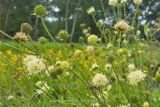 Succisa pratensis 'Buttermilk'