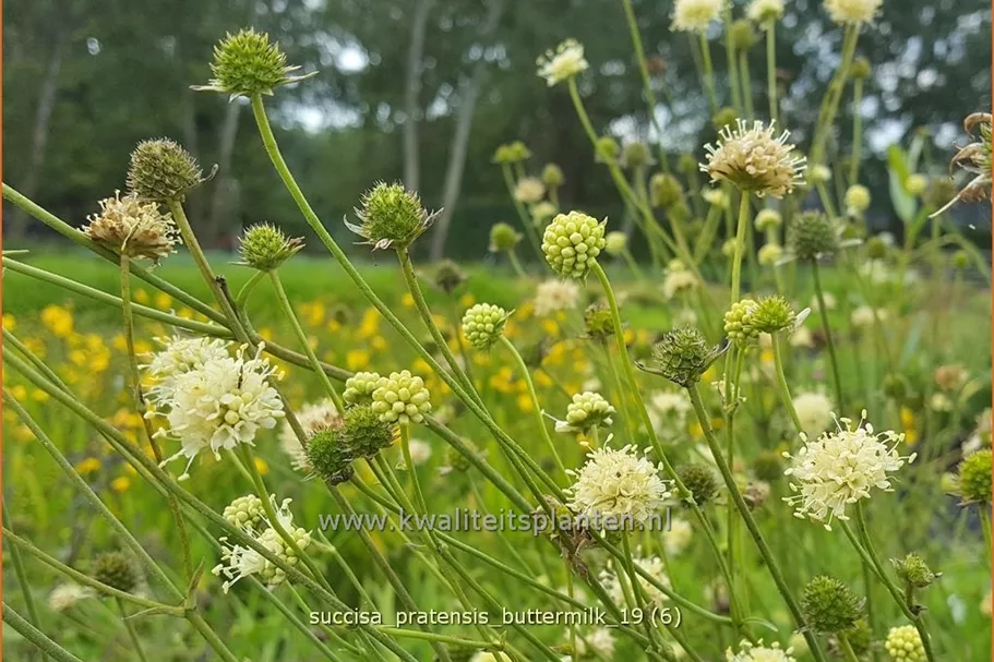 Succisa pratensis 'Buttermilk'