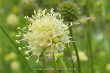 Succisa pratensis 'Buttermilk'