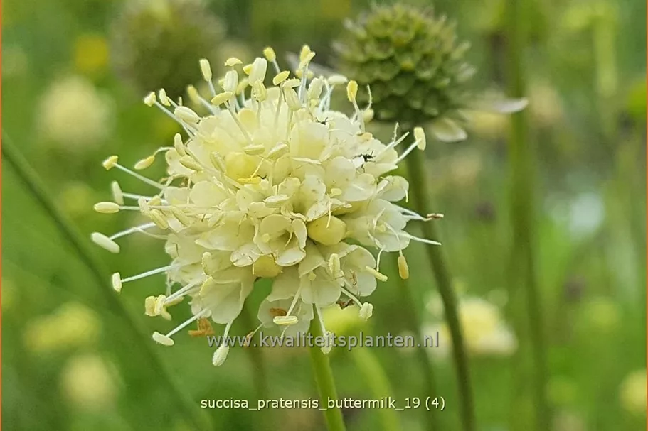 Succisa pratensis 'Buttermilk'
