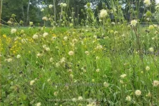 Succisa pratensis 'Buttermilk'