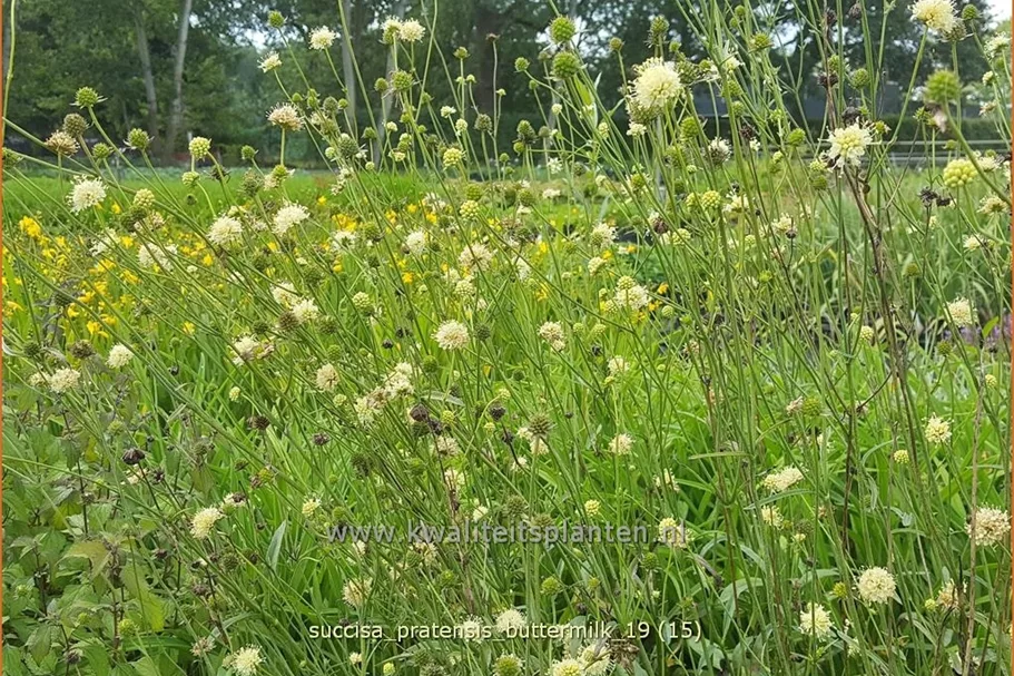 Succisa pratensis 'Buttermilk'
