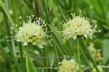 Succisa pratensis 'Buttermilk'