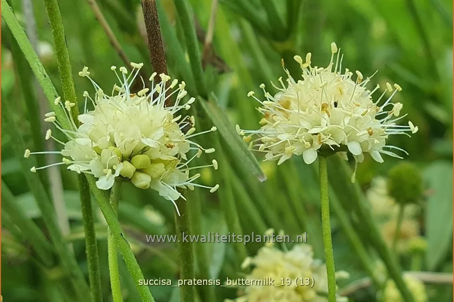 Succisa pratensis 'Buttermilk'