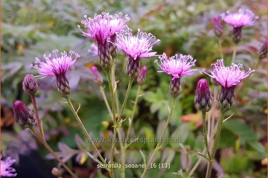 Serratula seoanei